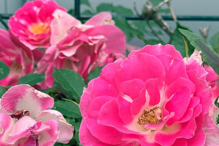 事務所のお花